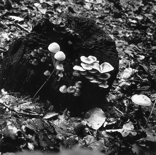 mushroom picture 1